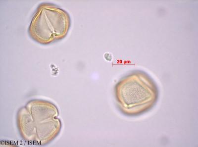 ISEM 2/Elephantorrhiza_burkei_43229/Elephantorrhiza_burkei_43229_0001(copy)_thumb.jpg